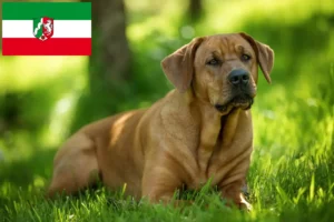 Lire la suite à propos de l’article Éleveurs de Broholmer et chiots en Rhénanie-du-Nord-Westphalie