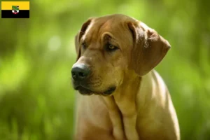 Lire la suite à propos de l’article Éleveurs de Broholmer et chiots en Saxe-Anhalt