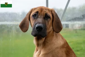 Lire la suite à propos de l’article Éleveurs de Broholmer et chiots en Saxe
