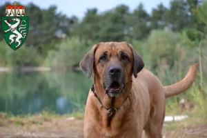 Lire la suite à propos de l’article Éleveurs de Broholmer et chiots en Styrie