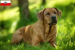 Lire la suite à propos de l’article Éleveurs de Broholmer et chiots en Thuringe
