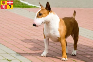Lire la suite à propos de l’article Éleveurs de Bull Terrier et chiots en Auvergne-Rhône-Alpes