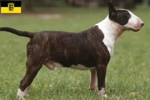 Lire la suite à propos de l’article Éleveurs de Bull Terrier et chiots en Baden-Württemberg