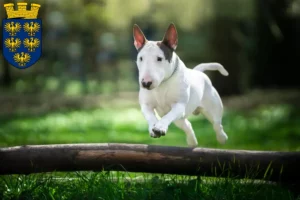 Lire la suite à propos de l’article Éleveurs de Bull Terriers et chiots en Basse-Autriche