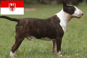 Lire la suite à propos de l’article Éleveurs de Bull Terriers et chiots dans le Brandebourg