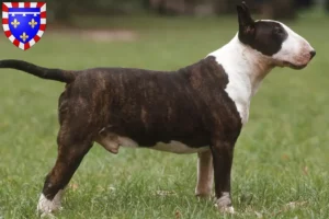 Lire la suite à propos de l’article Éleveurs de Bull Terrier et chiots en Centre-Val de Loire
