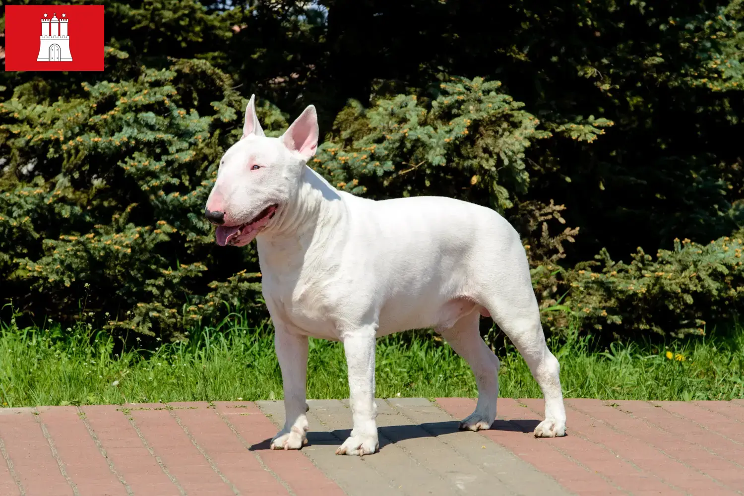 Bull Terrier chiots et éleveurs Hambourg Ici, tu trouveras des éleveurs de Bull Terriers à Hambourg.