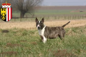 Lire la suite à propos de l’article Éleveurs de Bull Terriers et chiots en Haute-Autriche