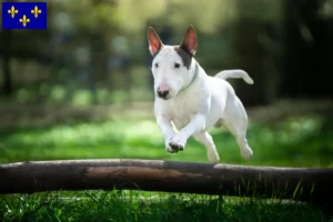 Lire la suite à propos de l’article Éleveurs de Bull Terrier et chiots en Île-de-France