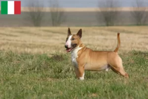 Lire la suite à propos de l’article Éleveurs de Bull Terrier et chiots en Italie