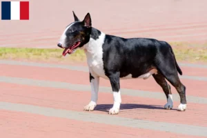 Lire la suite à propos de l’article Éleveurs de Bull Terrier et chiots en Martinique