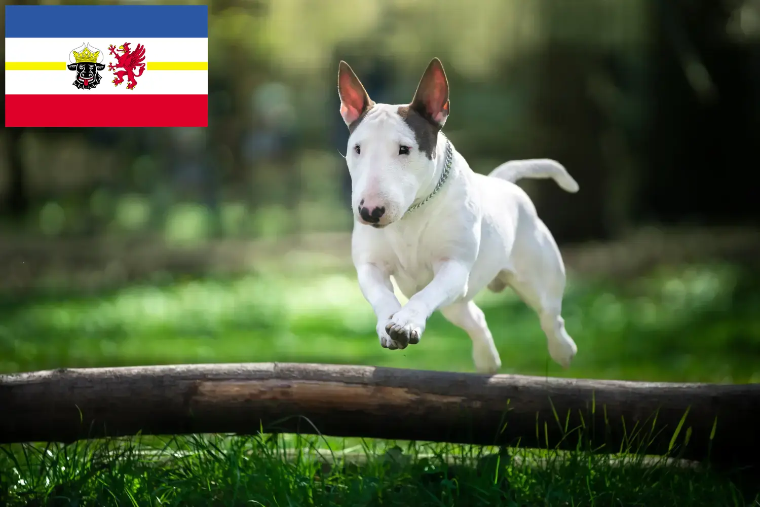 Bull Terrier chiots et éleveurs Mecklembourg-Poméranie occidentale Ici, tu trouveras des éleveurs de Bull Terrier dans le Mecklembourg-Poméranie occidentale.