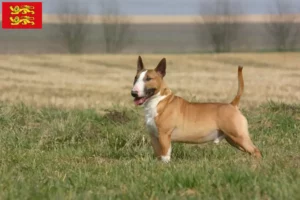 Lire la suite à propos de l’article Éleveurs de Bull Terriers et chiots en Normandie