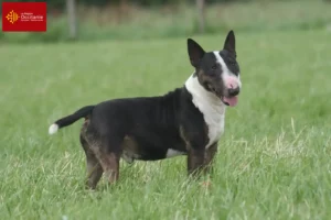 Lire la suite à propos de l’article Éleveurs de Bull Terrier et chiots en Occitanie