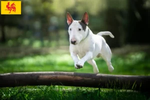Lire la suite à propos de l’article Éleveurs de Bull Terrier et chiots en Région wallonne