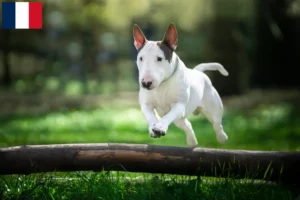 Lire la suite à propos de l’article Éleveurs de Bull Terrier et chiots à la Réunion