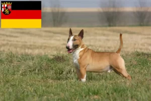 Lire la suite à propos de l’article Éleveurs de Bull Terrier et chiots en Rhénanie-Palatinat