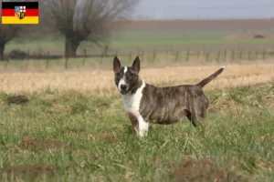 Lire la suite à propos de l’article Éleveurs de Bull Terrier et chiots en Sarre