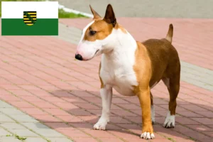 Lire la suite à propos de l’article Éleveurs de Bull Terriers et chiots en Saxe