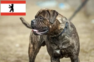 Lire la suite à propos de l’article Éleveurs de Bullmastiff et chiots à Berlin