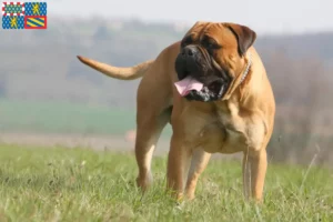 Lire la suite à propos de l’article Éleveurs de Bullmastiff et chiots en Bourgogne-Franche-Comté