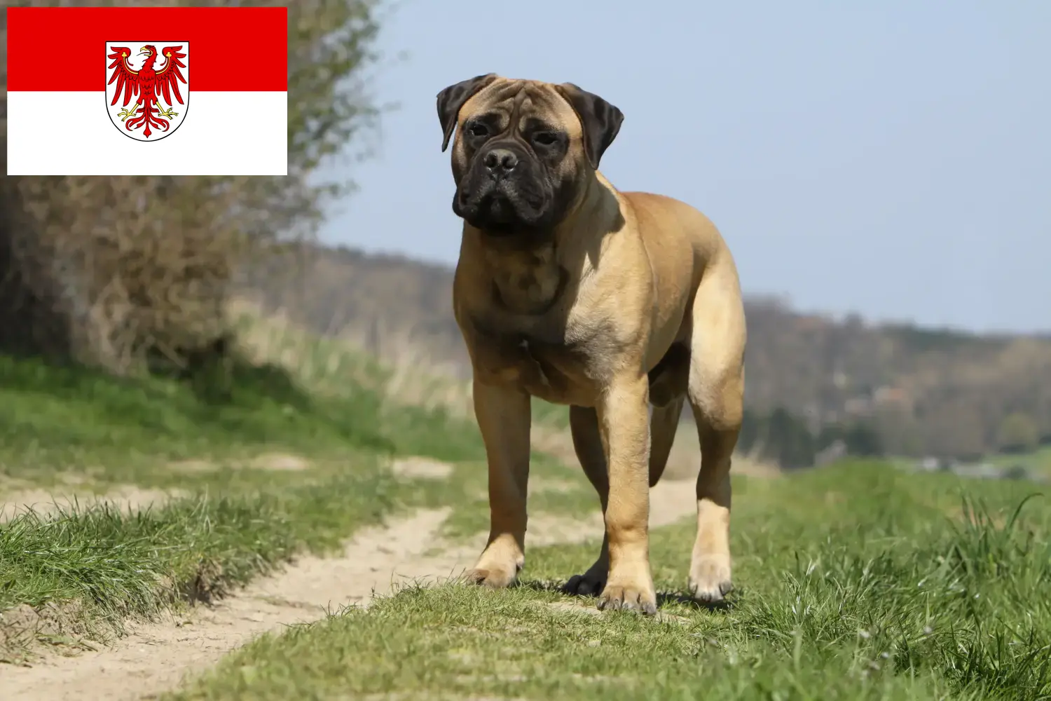 Bullmastiff chiots et éleveurs Brandenburg Ici tu peux trouver des éleveurs de Bullmastiffs en Brandebourg.