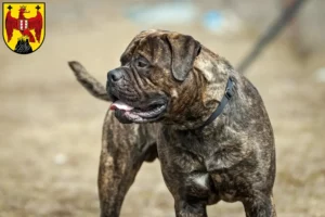 Lire la suite à propos de l’article Éleveurs de Bullmastiff et chiots dans le Burgenland