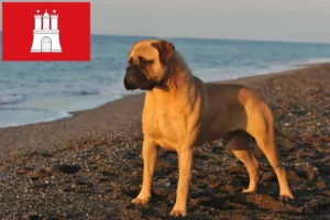 Lire la suite à propos de l’article Éleveurs de Bullmastiff et chiots à Hambourg