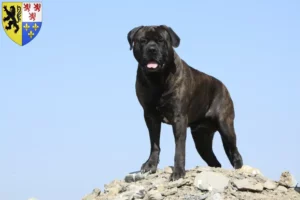 Lire la suite à propos de l’article Éleveurs de Bullmastiff et chiots en Hauts-de-France