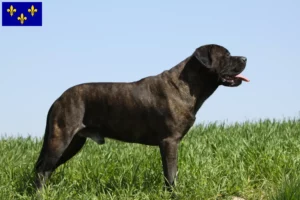 Lire la suite à propos de l’article Éleveurs de Bullmastiff et chiots en Île-de-France