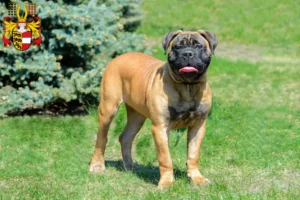 Lire la suite à propos de l’article Éleveurs de Bullmastiff et chiots en Carinthie