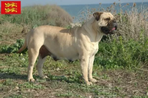 Lire la suite à propos de l’article Éleveurs de Bullmastiffs et chiots en Normandie