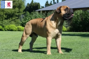 Lire la suite à propos de l’article Éleveurs de Bullmastiff et chiots en Nouvelle-Aquitaine