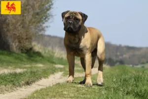 Lire la suite à propos de l’article Éleveurs de Bullmastiff et chiots en Région wallonne