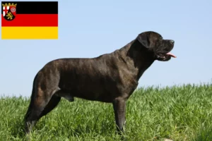 Lire la suite à propos de l’article Éleveurs de Bullmastiff et chiots en Rhénanie-Palatinat