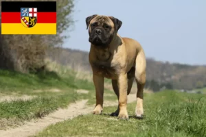 Lire la suite à propos de l’article Éleveurs de Bullmastiff et chiots en Sarre