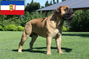 Lire la suite à propos de l’article Éleveurs de Bullmastiff et chiots dans le Schleswig-Holstein