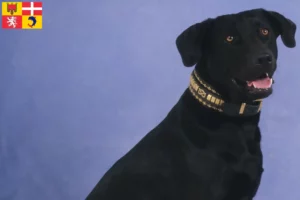 Lire la suite à propos de l’article Ca de Bestiar éleveurs et chiots en Auvergne-Rhône-Alpes