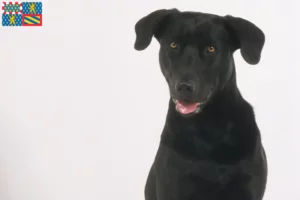 Lire la suite à propos de l’article Ca de Bestiar éleveurs et chiots en Bourgogne-Franche-Comté