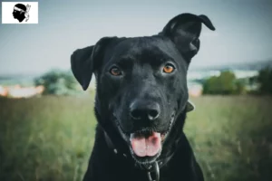 Lire la suite à propos de l’article Ca de Bestiar éleveurs et chiots en Corse