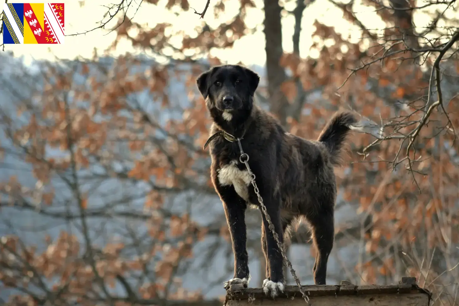 Ca de Bestiar Chiots et éleveurs Grand Est Ici tu trouves les éleveurs de Ca de Bestiars en Grand Est.