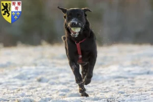 Lire la suite à propos de l’article Ca de Bestiar éleveurs et chiots en Hauts-de-France