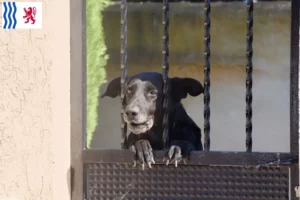Lire la suite à propos de l’article Ca de Bestiar éleveurs et chiots en Nouvelle-Aquitaine