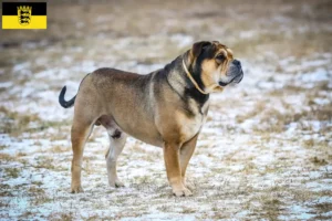 Lire la suite à propos de l’article Ca de Bou Éleveurs et chiots en Baden-Württemberg