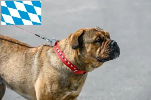 Lire la suite à propos de l’article Ca de Bou Éleveurs et chiots en Bavière