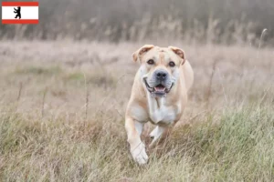 Lire la suite à propos de l’article Ca de Bou Éleveurs et chiots à Berlin