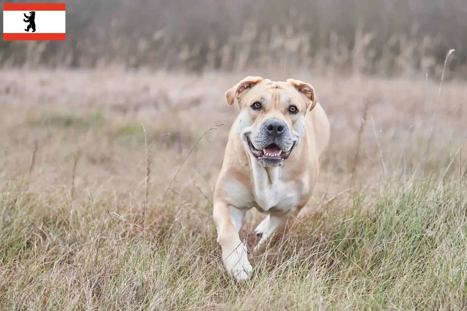 Ca de Bou Chiots et éleveurs Berlin Ici tu peux trouver des éleveurs de Ca de Bous à Berlin.