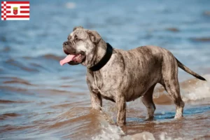 Lire la suite à propos de l’article Ca de Bou Éleveurs et chiots à Brême