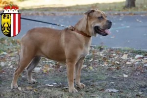 Lire la suite à propos de l’article Ca de Bou Éleveurs et chiots en Haute-Autriche