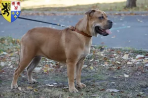 Lire la suite à propos de l’article Ca de Bou Éleveurs et chiots en Hauts-de-France